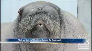 WKRN  Whistling Walrus [upl. by Eciram502]