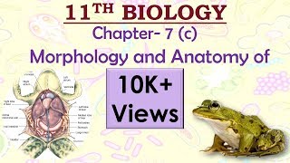 11th NCERT Biology Chapter 7c Morphology and anatomy of frog NEETAIIMSJIPMERUPSCSSC etc [upl. by Crabb]