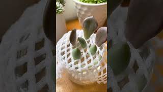 Succulent water propagation hack succulents succulent propagation waterpropagation [upl. by Ymij]