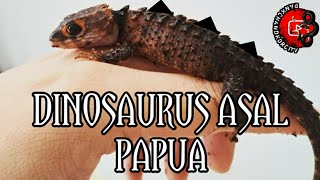 REPTIL INI BERDURI LAYAKNYA DINOSAURUS [upl. by Bausch]