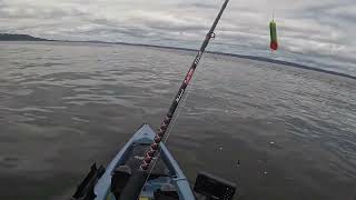 Kayak Fishing for Resident Coho Salmon in Puget Sound [upl. by Oir]