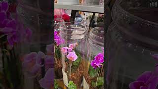 Лондон Орхидеи Стекло Букеты Елки АнтуриумыLondon Orchids Glass Bouquets Anthuriums [upl. by Nettie590]