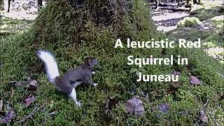 A leucistic Red Squirrel in Juneau [upl. by Epps]