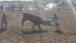 2020 SELLS AZ RODEO AND FAIR BULL RIDING [upl. by Espy]