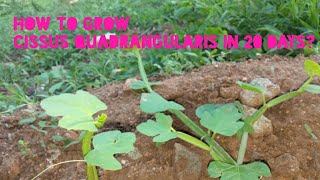 How To Grow Cissus Quadrangularis in 20 days  Grow Pirandai easily with Medicinal Use [upl. by Lili]