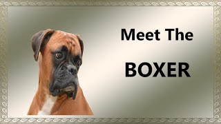 Boxer Dog Breed [upl. by Jacquetta]