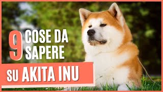 Akita Inu cane  9 Cose che devi sapere su Akita Inu  Origini carattere e Addestramento [upl. by Elurd792]