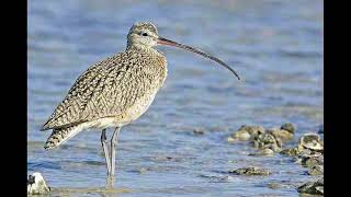 Curlew Sandpiper Bird Call [upl. by Airetnohs]