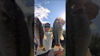 Are you team spinning or team bait casting for fall bass bassfishing shorts [upl. by Woods]