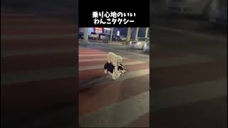 乗り心地良いワンコタクシー犬 ワンコ動画 動物 [upl. by Dabney]