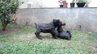 Giant Schnauzer Puppies [upl. by Heisel129]