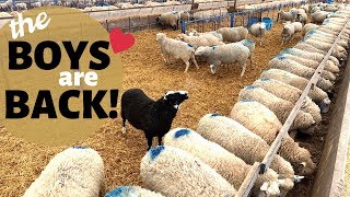 How We Breed Our Sheep InSeason NATURALLY Vlog 177 [upl. by Atteragram]