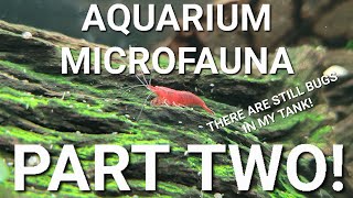 What Are Those Little Bugs And Worms In Your Aquarium PART 2  Uncommon Aquarium Micro Fauna [upl. by Eesdnyl]