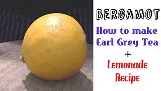 Fresh Bergamot Review  How to make Earl Grey Tea  Weird Fruit Explorer [upl. by Assirrak]