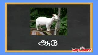 Two Letters in Tamil Erandezhuthu Sorkkal  இரண்டெழுத்து சொற்கள் [upl. by Oletta598]