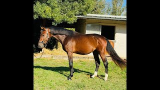 Krack des Guy GRANDORADO TN x COROFINO  2020 stallion [upl. by Ledairam195]