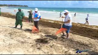 Los Sargazos en playas dominicanas siguen siendo una preocupación [upl. by Aniaj]