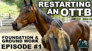 Restarting an OTTB  Foundation amp Ground Work EP 1 [upl. by Schnur]