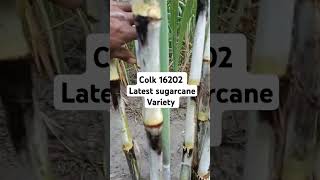 COLK 16202 Sugarcane Variety Science of Sugarcane Farming [upl. by Elleinnod]