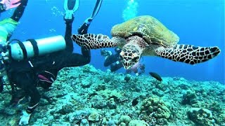 Nosy sea turtle demands to see what scuba divers are looking at in the coral [upl. by Yeltihw]