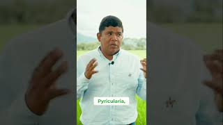 Guía Esencial para la Prevención de Enfermedades en Cultivo de Arroz [upl. by Aidnic126]