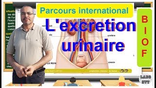 PARCOURS INTERNATIONAL BIOF l excrétion urinaire [upl. by Nader]