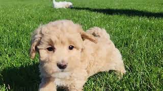 Cute Maltipoo Puppies Playing [upl. by Joshuah]