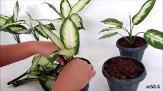 Dieffenbachia Camille Soil and Water Propagation by Stem Cuttings [upl. by Ennalyrehc]