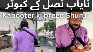 Nayab Nasal ki kabooter Breeding shuru ho gae  Shero ka badshah Vlog [upl. by Anahir]