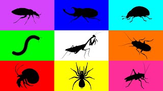 Insect Mantis Tarantula Hermit Crab Beetle Ladybug Cocokroach Cricket Milipede Paddy Bug [upl. by Pincus]