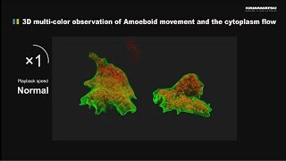 3D multicolor observation of Amoeboid movement and the cytoplasm flow [upl. by Tayler956]