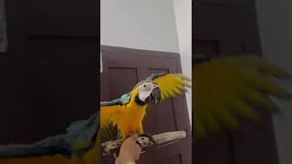 Tamed macaw bird [upl. by Nevek]