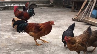 Free range chicken farming techniques [upl. by Justicz]