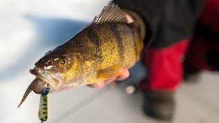 Late Ice Perch Bonanza on Lake Winnibigoshish  InDepth Outdoors TV Season 8 Episode 18 [upl. by Ajdan950]