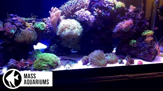 40 gallon Mixed ReefUpdate Corals Parameters amp DEAD FISH [upl. by Garnet]