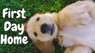 8 Week Old Golden Retriever PUPPY FIRST DAY HOME  VLOG WITH DOG 0 [upl. by Rosemare96]