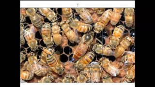 Comment reconnaitre la reine des abeilles en France [upl. by Nairrot]