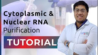 RNA Purification Tutorial  Cytoplasmic and Nuclear RNA [upl. by Bunny632]