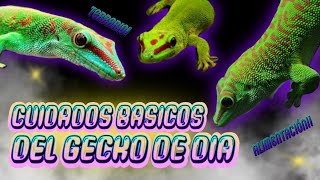 Como Cuidar A Un Gecko Diurno alimentación Terrario y Phelsuma madagascariensis grandis [upl. by Helfand560]