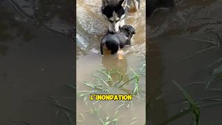 L’amour maternel sacré d’une husky en pleine inondation shorts short shortvideo chien [upl. by Nicholas]