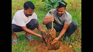 2024 Tree plantation mega campaign500 trees at hatibandhaNuapadaOdishaby sriramseva foundation [upl. by Anegroeg]