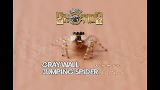 The Gray Wall Jumping Spider GEV48 [upl. by Nager]