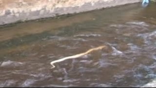 Nocera SA  Un pitone decapitato nel torrente Cavaiola 170414 [upl. by Einnij]