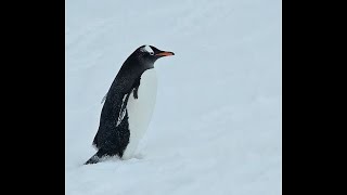 Seabourn Venture Antarticia [upl. by Haodnanehs]