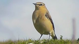 Northern Wheatear  Birdwatching England [upl. by Amihc]