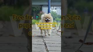 Free free free indian Spitz puppy subscribe and support my channel please 🙏🙏🙏 [upl. by Nerfe]