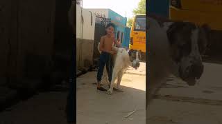 Alabai Dog in India 👹 alabai dog dogs india shorts [upl. by Aiksa]