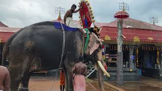 Chengannur Mahadeva Temple Utsavam Evening Sheeveli  Lord Mahadeva and Goddess Sri Parvathi [upl. by Kere690]