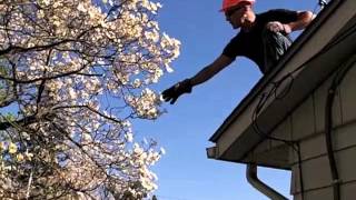 How to prune a dogwood tree with the Tree Buddha 002 [upl. by Eaton393]