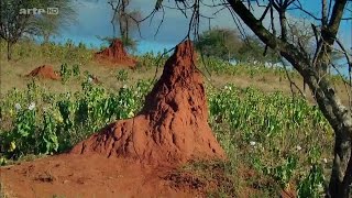 Le monde secret des termites [upl. by Latoya]